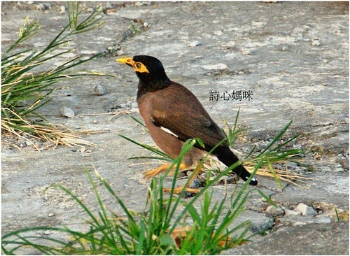 復旦社區冬天的留鳥與候鳥 復旦社區冬天的留鳥與候鳥
