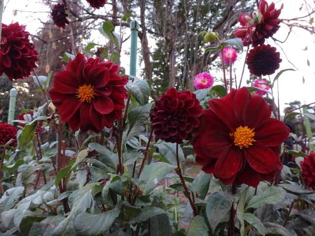 DSC01284.JPG - 日本東北九日賞楓遊 Day5-角館豐心園的大理花