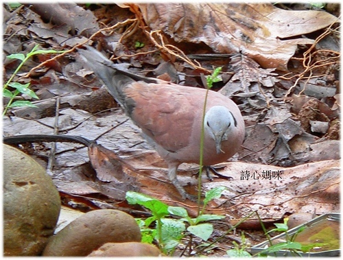 復旦社區冬天的留鳥與候鳥 復旦社區冬天的留鳥與候鳥