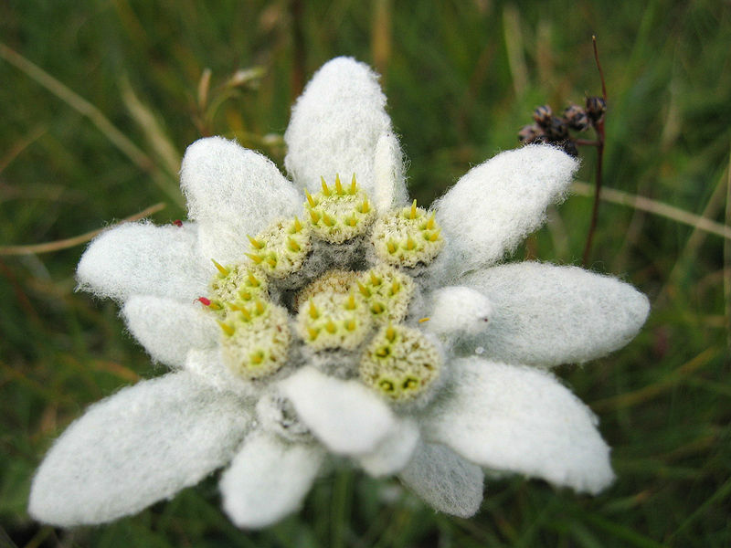 800px-Leontopodium_alpinum_detail (1).jpg