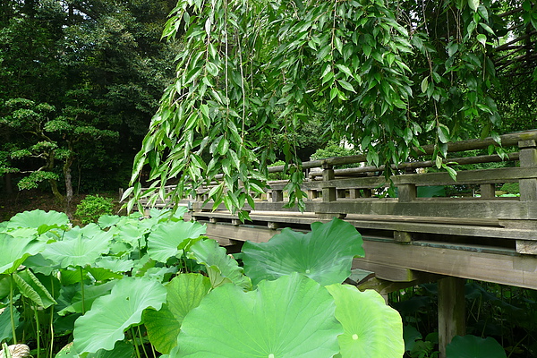 20100707 後樂園賞荷去