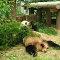 坐姿很醜的熊貓;;;