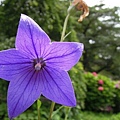 20110704 半田山植物園