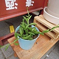 20110726 小小多肉植物