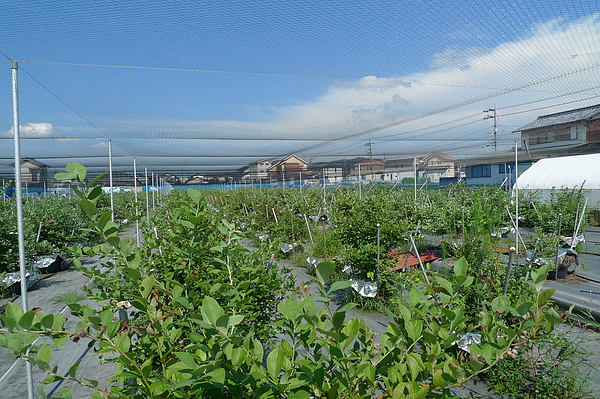 20100716 藍莓園