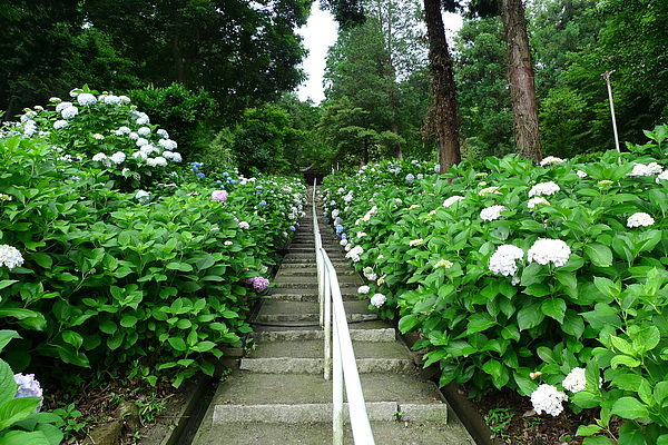 20100621 吉備津賞繡球花