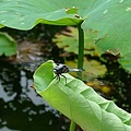 20100707 後樂園賞荷去