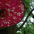傘紅樹綠桐花白