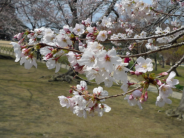 20100328 後樂園櫻林