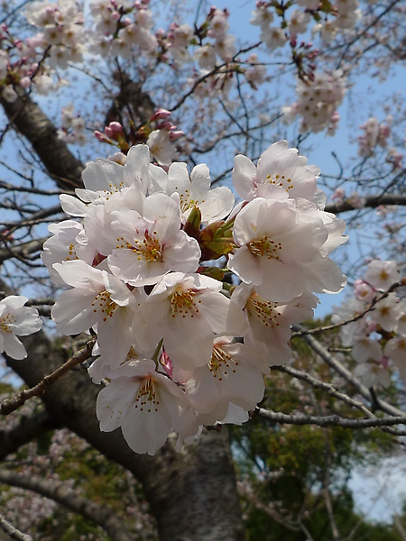 20100328 後樂園櫻林