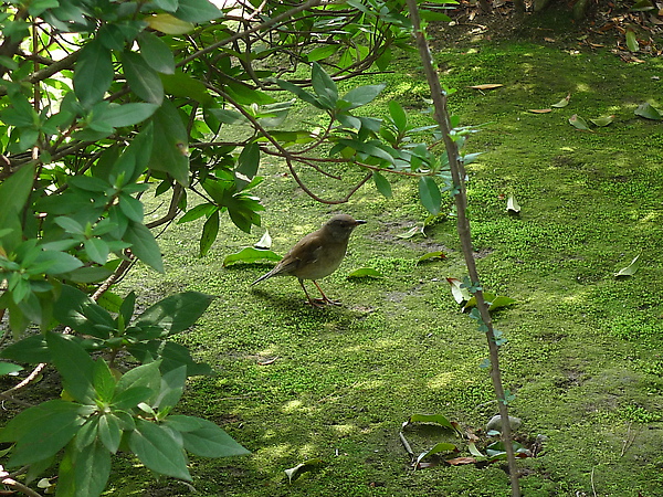 20100328 林間有鳥