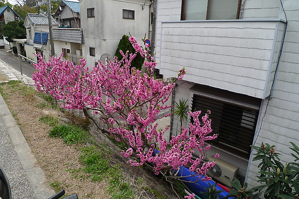 20100328 路邊人家的桃花滿開