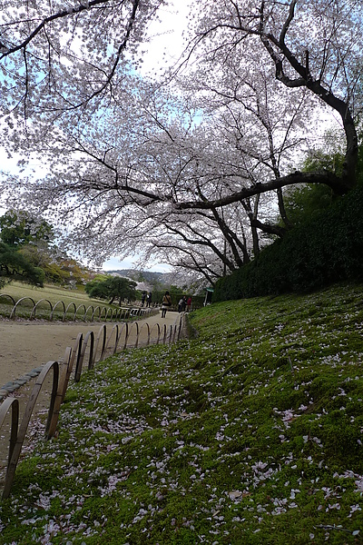 20100407 後樂園賞花