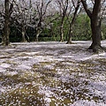 20100407 後樂園已經開始櫻吹雪