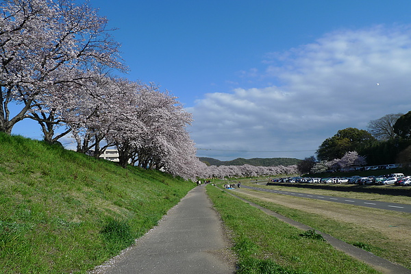 20100407 旭川櫻並木