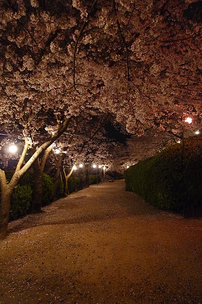 20100409 半田山賞夜櫻