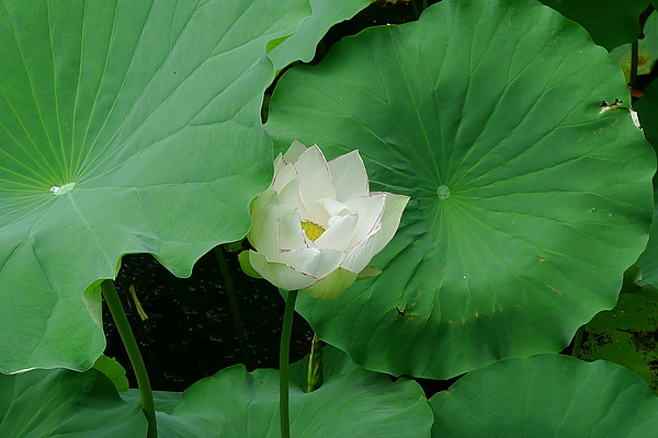 20100707 後樂園賞荷去