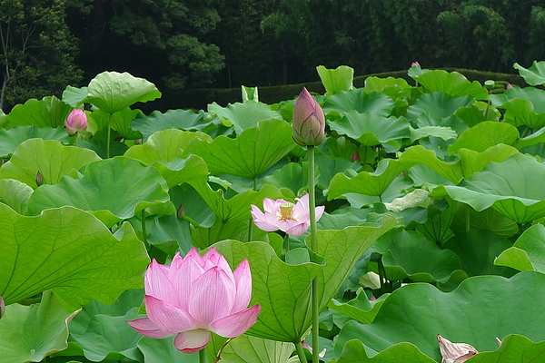 20100707 後樂園賞荷去