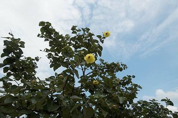 碧砂漁港公園中的樹