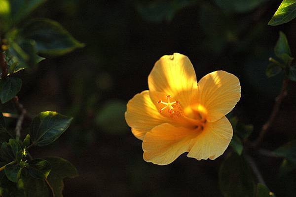 林安泰古厝花園小花