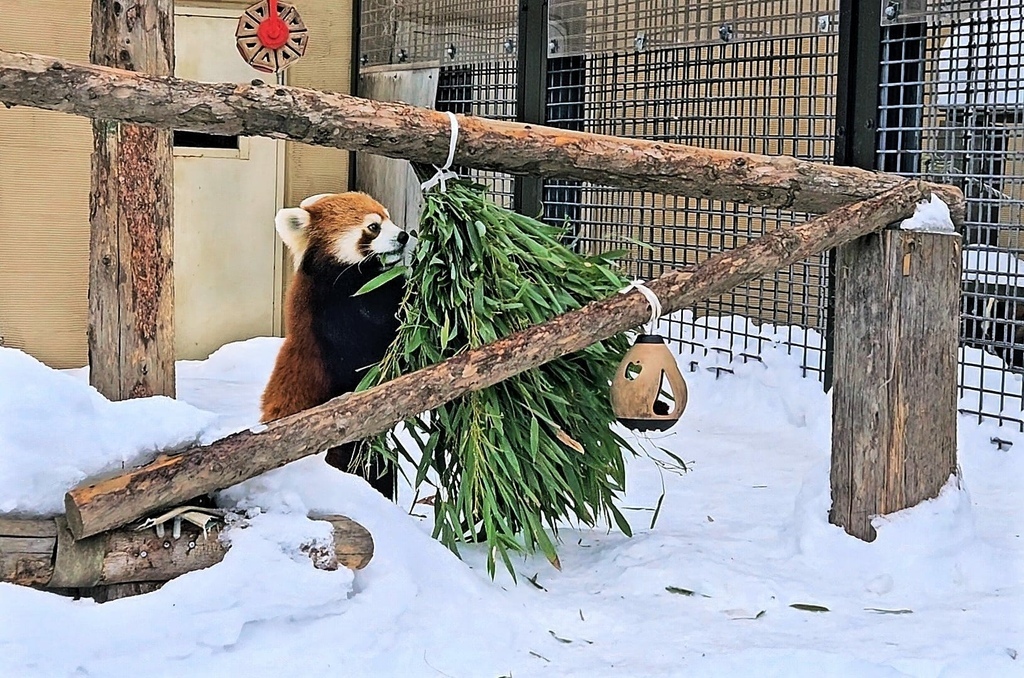 北海道之旅 (D4)｜旭川｜旭山動物園