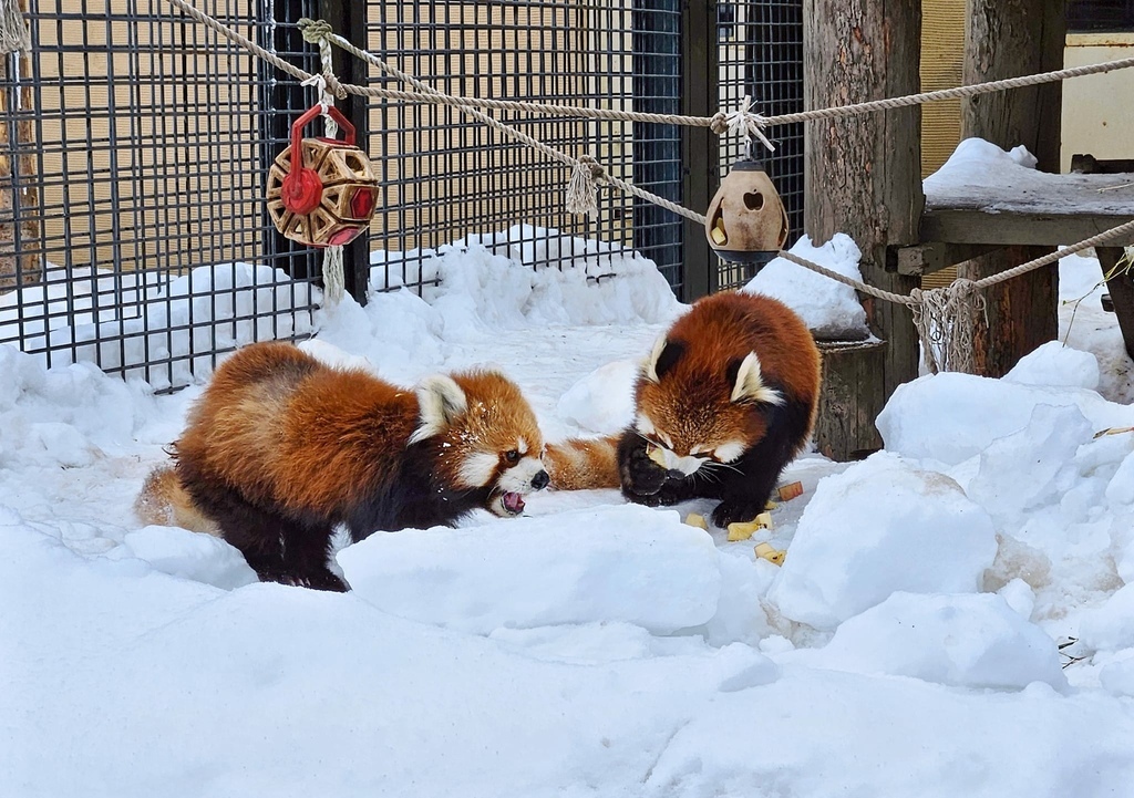 北海道之旅 (D4)｜旭川｜旭山動物園