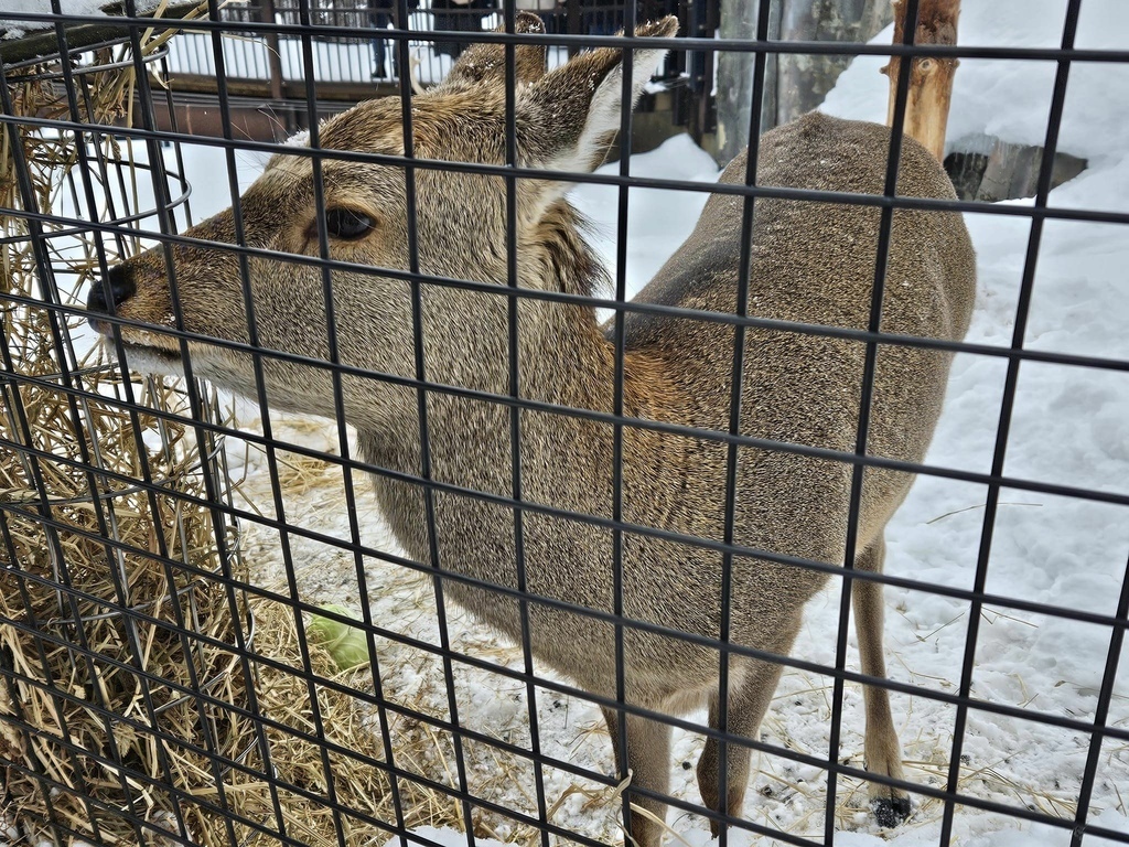 北海道之旅 (D4)｜旭川｜旭山動物園