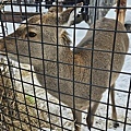 Asahikawa_A_Zoo_0023.jpg