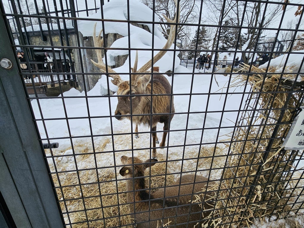 北海道之旅 (D4)｜旭川｜旭山動物園