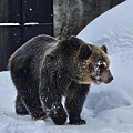 Asahikawa_A_Zoo_0026.jpg