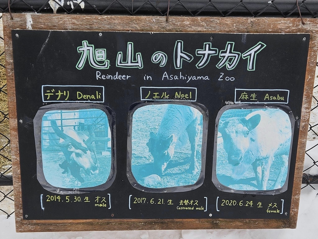 北海道之旅 (D4)｜旭川｜旭山動物園