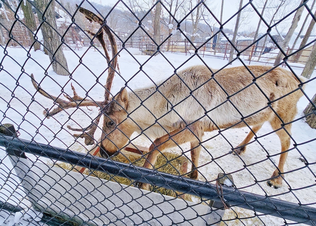 北海道之旅 (D4)｜旭川｜旭山動物園