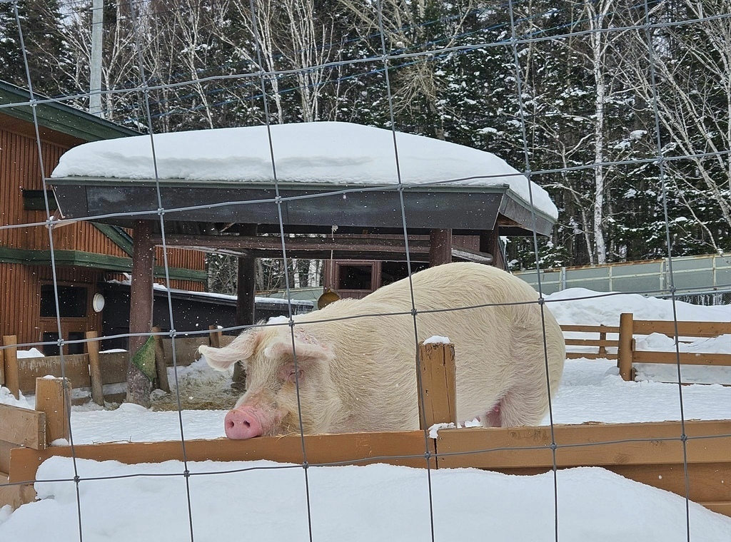 北海道之旅 (D4)｜旭川｜旭山動物園