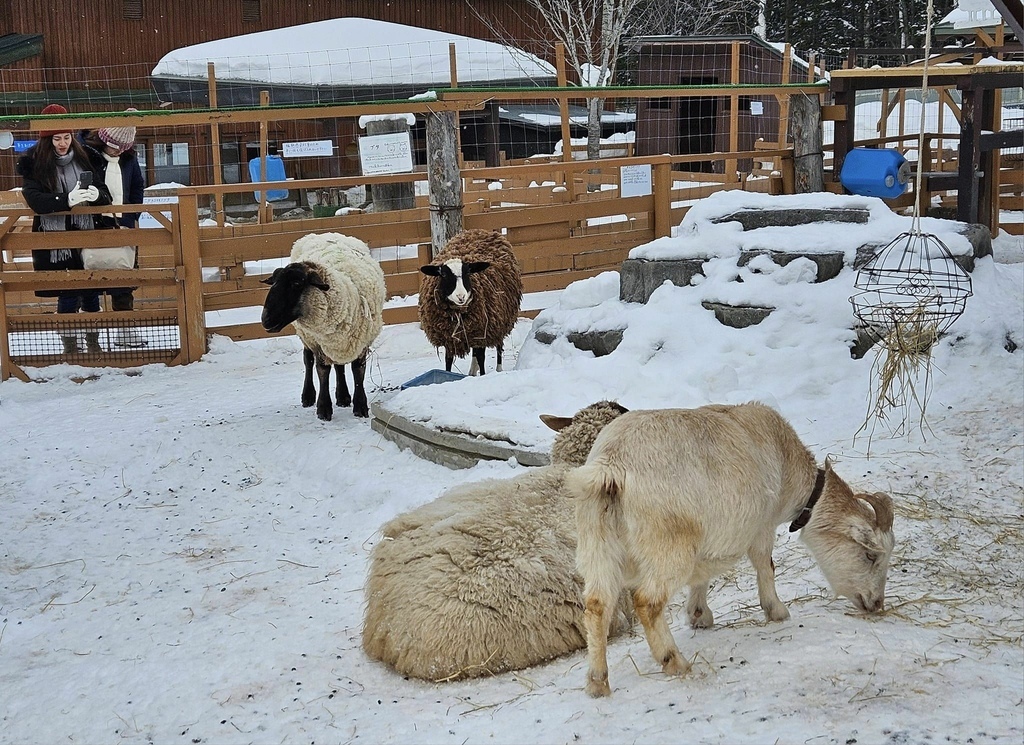 北海道之旅 (D4)｜旭川｜旭山動物園