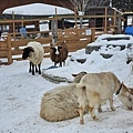 Asahikawa_A_Zoo_0036.jpg