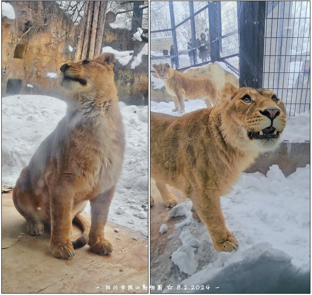 北海道之旅 (D4)｜旭川｜旭山動物園