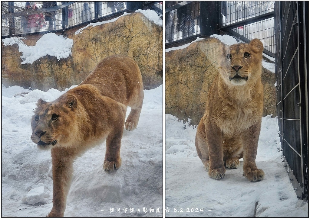 北海道之旅 (D4)｜旭川｜旭山動物園