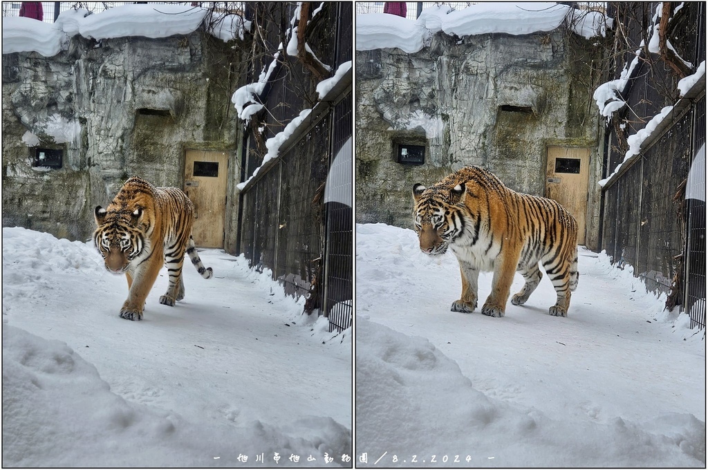 北海道之旅 (D4)｜旭川｜旭山動物園