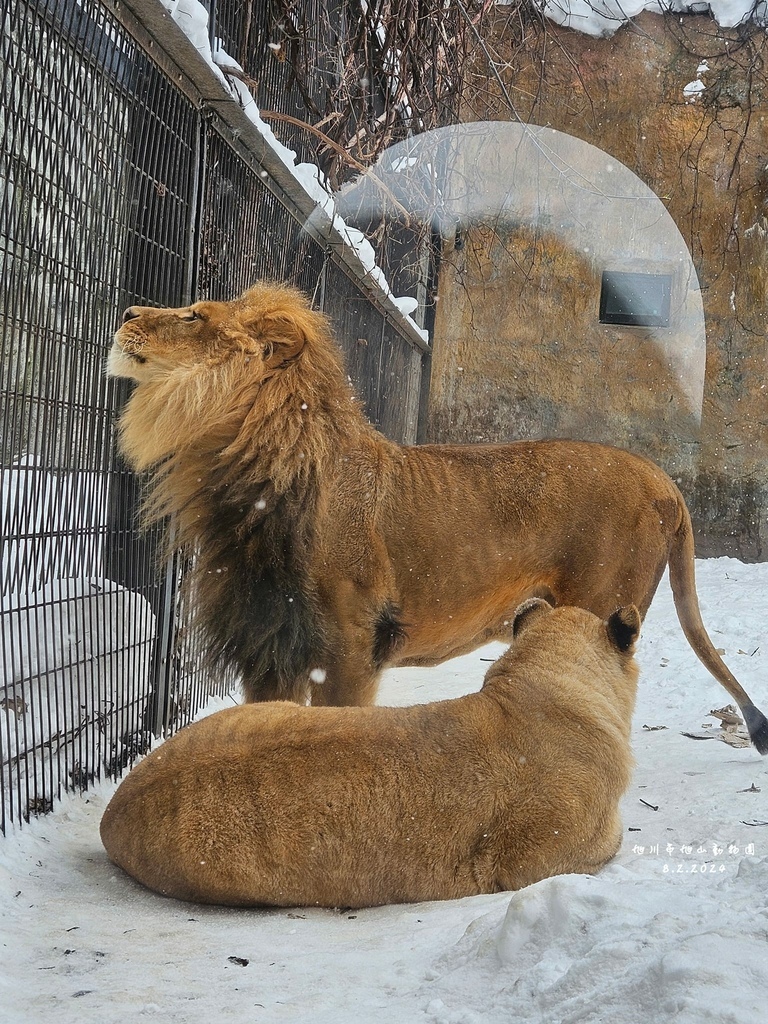 北海道之旅 (D4)｜旭川｜旭山動物園