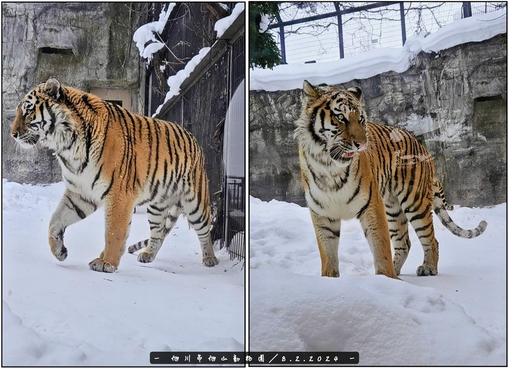 北海道之旅 (D4)｜旭川｜旭山動物園