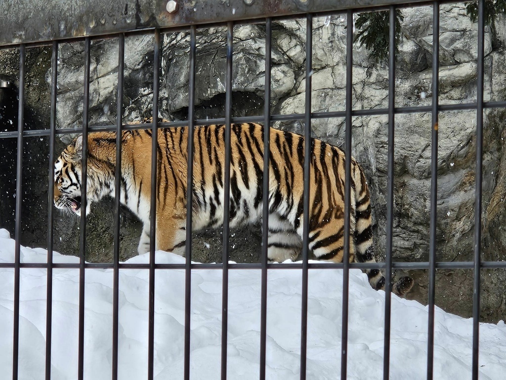 北海道之旅 (D4)｜旭川｜旭山動物園