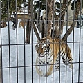 Asahikawa_A_Zoo_0059.jpg