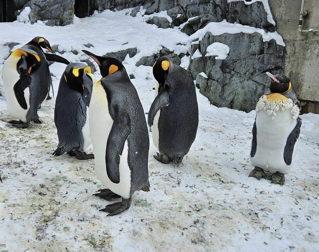 北海道之旅 (D4)｜旭川｜旭山動物園