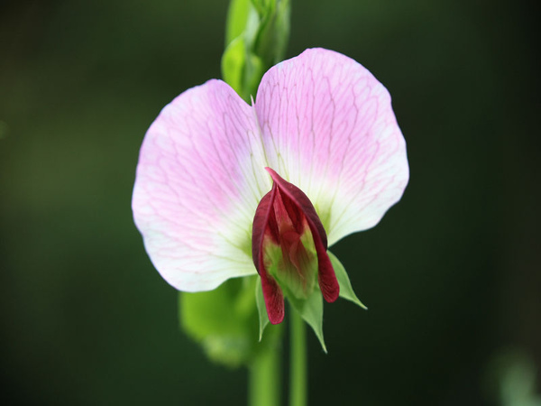 F 碗豆花 Img 0136 Jpg 台北好好玩 痞客邦 F 碗豆花 Img 0136 Jpg 台北好好玩 痞客邦