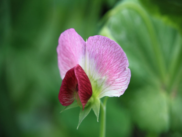 F 碗豆花 Img 0136 Jpg 台北好好玩 痞客邦 F 碗豆花 Img 0136 Jpg 台北好好玩 痞客邦