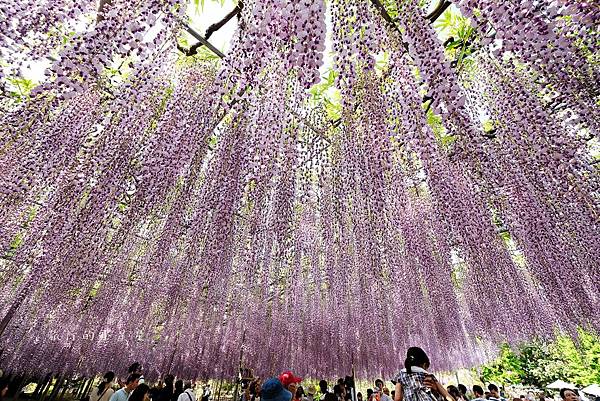 【日本關東栃木縣】此生必看夢幻紫藤花♥足利花卉公園～あしかが