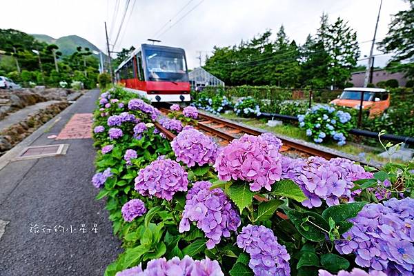 箱根夜間繡球花登山電車♥飽覽箱根最美繡球花景點（2023年重