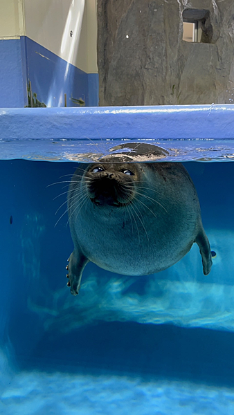 【日本旅遊】鳥羽水族館 日本三重縣必去景點 親子必遊景點 文