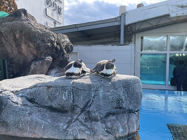 【日本旅遊】鳥羽水族館 日本三重縣必去景點 親子必遊景點 文