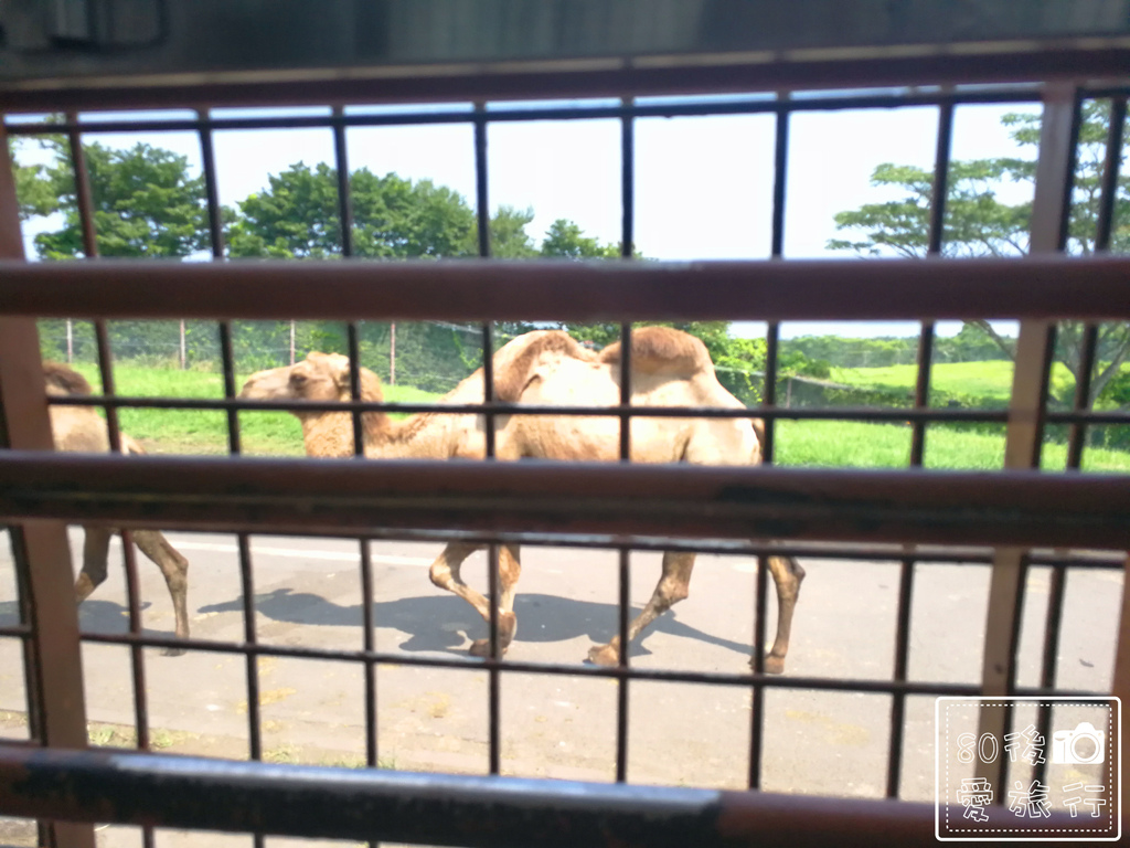 44九州自然動物園 (282)_MFW.jpg